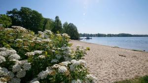 Una playa con flores blancas y un cuerpo de agua. en Seebrise Saarow, en Bad Saarow