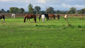 un grupo de caballos pastando en un campo en Familienparadies auf dem Reiterhof, en Bad Nenndorf