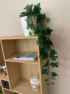 a book shelf with a green plant on it at Chambre cozy avec sdb privée à 7min de la gare in Redon