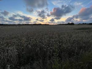 a field of corn with the sky in the background at Seaside Serenity at Henne Strand-By Traum in Henne Strand