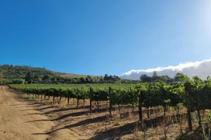 une rangée de vignes dans un vignoble dans l'établissement Luxury Vineyard Farmstay Flatlets, Somerset West, à Sir Lowry Pass