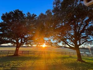 two trees in a field with the sun behind them at Astoria in Round Top