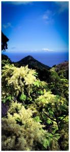 a field of trees with the ocean in the background at Stunning Cabin in Splendid Surroundings Cap Corse in San-Martino-di-Lota