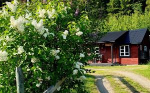 a bush with white flowers in front of a cabin at Vikinggård Cottages in Höljes