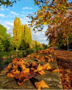a bunch of leaves on the ground next to a river at Tolle Easy stay in Padova