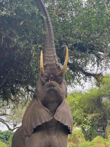 an elephant with its trunk up in the air at karentourstanzanialimited in Nkunjila