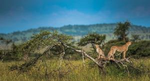 two giraffes standing on top of a tree at karentourstanzanialimited in Nkunjila