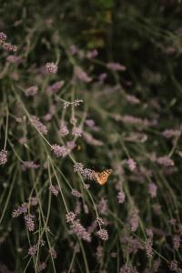 a butterfly sitting on a bunch of purple flowers at Tenuta Malvolti - Al Vecchio Convento in San Fior di Sopra
