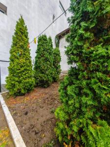 a row of trees in a yard next to a building at Central House with big courtyard, 4 parking spots in Bucharest