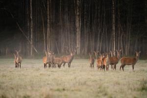 a group of deer standing in a field at Toosikannu Nature Resort & Hotel in Käru
