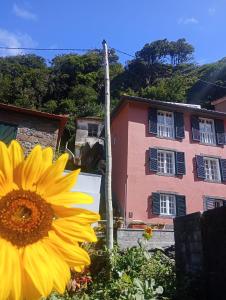 eine gelbe Sonnenblume vor einem rosa Gebäude in der Unterkunft Refugio Catanho in São Vicente