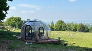a dome tent on a wooden platform in a field with sheep at Farm stay cabin in the woods in Slade