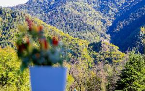 Emerald Borjomi Hotel في بورجومي: مزهرية من الزهور أمام جبل