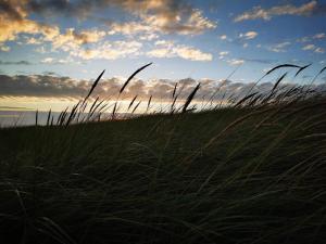 a field of tall grass with the sky in the background at Luxury Pool Retreat in Blavand - By Traum Ferienwohnungen in Blåvand