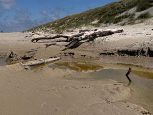 a person walking on a beach next to a fallen tree at Bright Beach House with Sauna - By Traum Ferienwohnungen in Vejers Strand