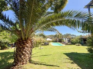 a palm tree in a yard with a swimming pool at La Bonita Suites Punta Colorada in Punta Colorada