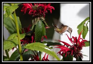 Zahrada ubytování Hummingbird Bed and Breakfast