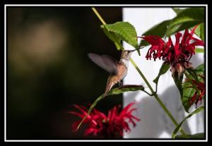 Zahrada ubytování Hummingbird Bed and Breakfast