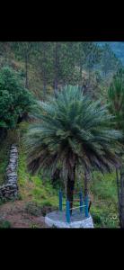 a palm tree with a bench in front of it at Valley vibes by Bahugunas den in Srīnagar