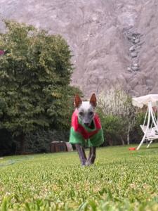 un petit chien portant un pull dans l'herbe dans l'établissement La Casita de Condoray - Lunahuana, à Lunahuaná