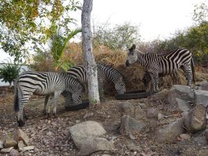 a group of zebras standing next to a pile of hay at Lake Kariba Inns in Siavonga