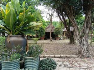 Zahrada ubytování Cactos Countryside Homestay Trị An