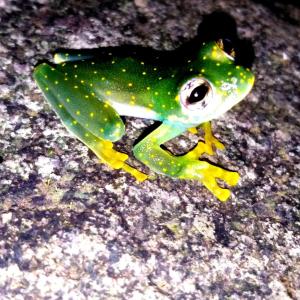 een groene en witte kikker op de grond bij La Ceiba Ecoadventures Wildlife Reserve in Platanillo +1 foto