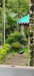 a peacock standing on the ground in a garden at Upavan Homestay in Lataguri