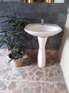 ein weißes Waschbecken im Bad mit Topfpflanzen in der Unterkunft Upavan Homestay in Lataguri
