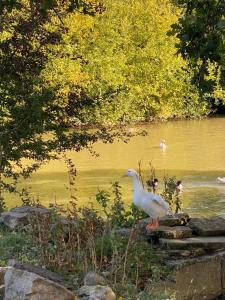 a white bird standing next to a body of water at Hunters Cabin - Rustic farm stay in Great Chart