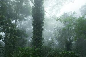 马迪凯里Hillscape Resort的雨林中长满常春藤的树 更多10张照片