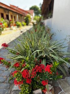a bunch of red flowers in a garden at Hotel Campina in Posse