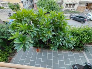 a group of trees and plants on a sidewalk at CityStays by Rajat in Jaipur +5 photos
