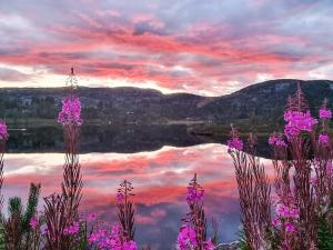 a sunset over a lake with purple flowers at 10 person holiday home in ÅSERAL in Åseral