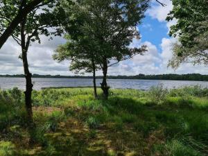 two trees in a field next to a body of water at 10 person holiday home in Ansager in Ansager