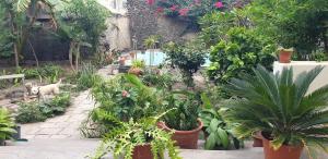 a garden with potted plants and a cat in it at Residencial Bibi in Ribeira Grande