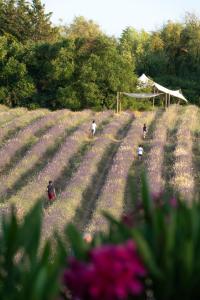 a group of people walking through a field of flowers at TERRE UGO - Villa & Suites au cœur des lavandes de Provence in Aix-en-Provence