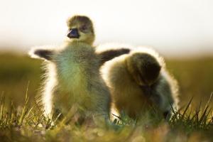 Zvířata v penzionu nebo okolí