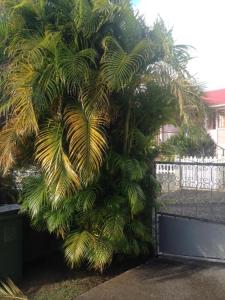 a palm tree is growing next to a fence at Bright F2 Apartment in Saint-Claude