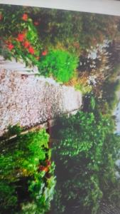 Una vista de una pared con plantas verdes. en Ocean View, en Port William