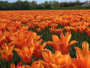 a field of orange tulips in a field at Group home with sauna near the beach and sea in Julianadorp