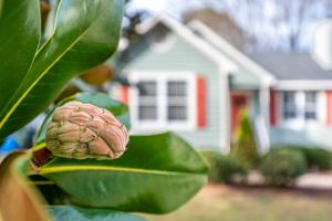 a brain on a green leaf in front of a house at Cozy Pet-friendly home in Five Points Raleigh in Oberlin