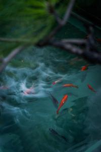 een groep koivissen die in het water zwemmen bij 大理古城归渊民宿 in Dali (oude stad)