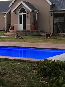 two dogs are walking in front of a house at The Schoolhouse at Meulplaas in Montagu
