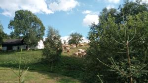 Fotografia z galérie ubytovania Penzion Liberta v destinácii Horní Maršov