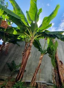 a group of three banana trees in front of a building at Chambres chez l'habitant in Saint-Paul
