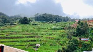 a large green field with trees on a hill at Mountain view cottage ooty in Ooty +22 photos