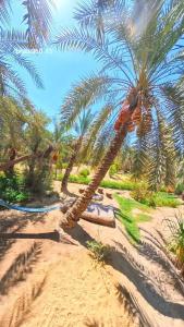 a group of palm trees on a sandy beach at Spellbound in Siwa in Siwa
