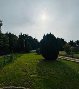 PloerenにあるPenn-tyの太陽の背後にある畑の木 +28枚の写真