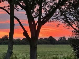 a tree in a field with a sunset in the background at Orchard House - Uk48580 in Rochford